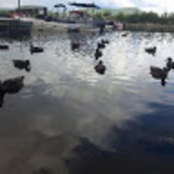 Meet your Posher, Taylor - Picture 1 of 1